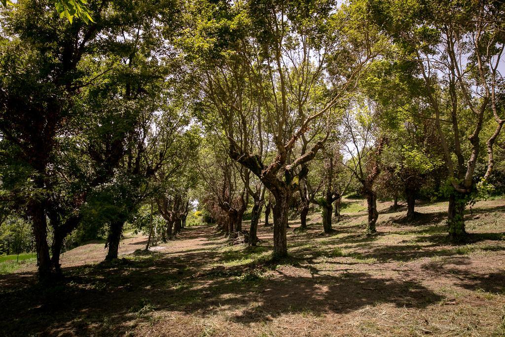 Borgo Al Teto La Vite Daire Castiglion Fiorentino Dış mekan fotoğraf
